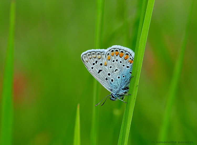 Polyommatus  icarus